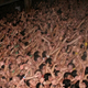 Illustration for article titled Japans Naked Festival Is a Sea of Man Butt